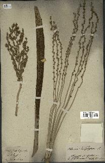 spécimen de Phoenix dactylifera