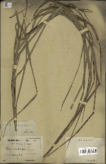 spécimen de Phoenix dactylifera