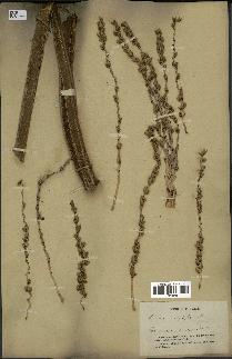 spécimen de Phoenix dactylifera