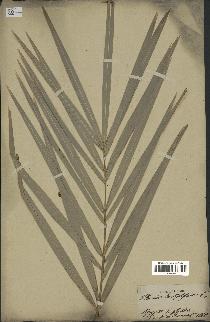 spécimen de Phoenix dactylifera