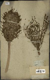 spécimen de Phoenix dactylifera
