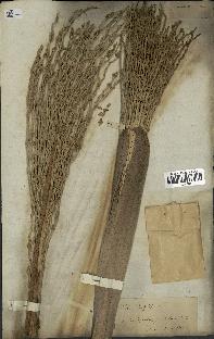 spécimen de Phoenix dactylifera