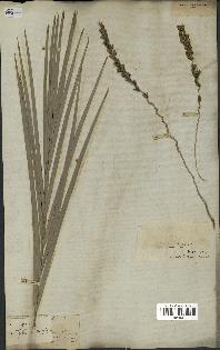 spécimen de Phoenix dactylifera