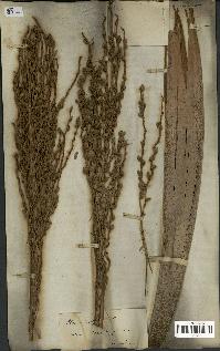 spécimen de Phoenix dactylifera
