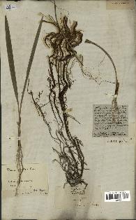 spécimen de Phoenix dactylifera