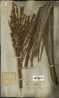 spécimen de Phoenix dactylifera