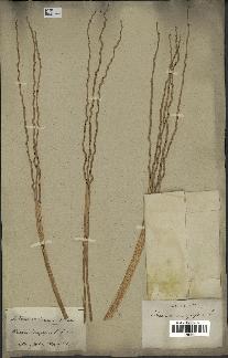 spécimen de Phoenix dactylifera
