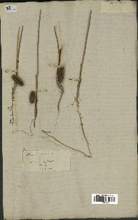 spécimen de Phoenix dactylifera