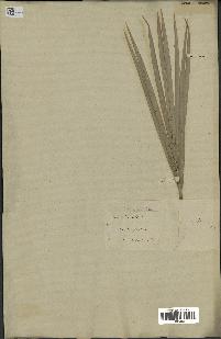 spécimen de Phoenix dactylifera