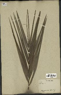 spécimen de Phoenix sp.