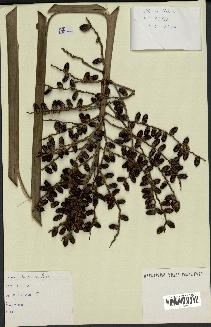 spécimen de Phoenix reclinata