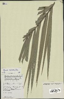 spécimen de Phoenix reclinata
