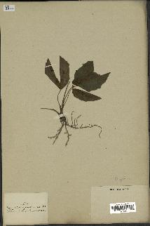spécimen de Caryota sp.