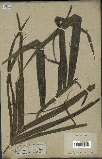 spécimen de Areca sp.