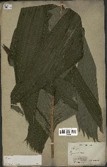 spécimen de Areca sp.