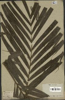 spécimen de Areca sp.