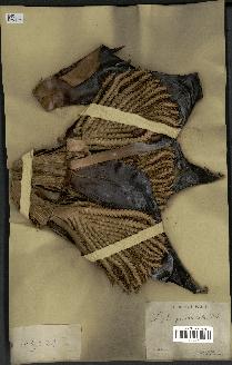 spécimen de Raphia pedunculata