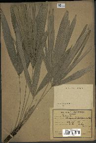 spécimen de Rhapis flabelliformis