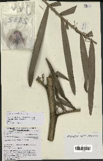 spécimen de Eremospatha cuspidata