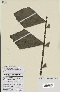 spécimen de Eremospatha wendlandiana