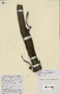 spécimen de Eremospatha wendlandiana