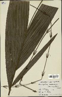 spécimen de Eremospatha macrocarpa