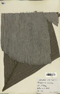 spécimen de Sclerosperma mannii