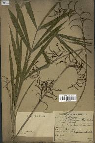 spécimen de Calamus rotang