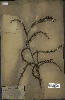 spécimen de Calamus rudentum