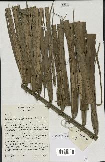 spécimen de Euterpe sp.