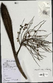 spécimen de Bactris campestris