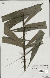 spécimen de Bactris campestris