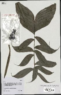 spécimen de Bactris sp.