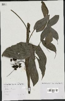 spécimen de Attalea sp.