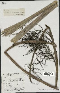 spécimen de Thrinax radiata