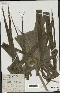 spécimen de Thrinax radiata