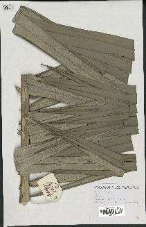 spécimen de Ceroxylon alpinum