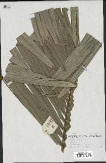 spécimen de Ceroxylon alpinum