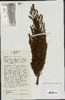 spécimen de Ceroxylon alpinum