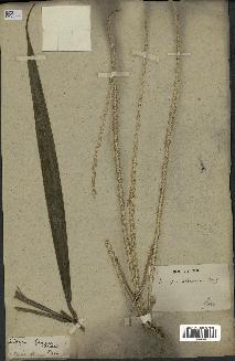 spécimen de Euterpe oleracea