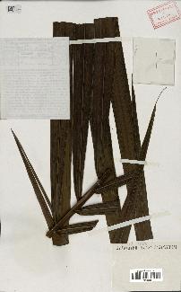 spécimen de Euterpe oleracea