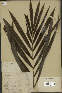 spécimen de Euterpe oleracea