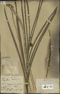 spécimen de Euterpe oleracea