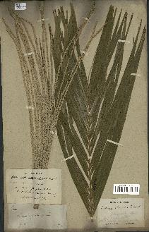 spécimen de Euterpe oleracea