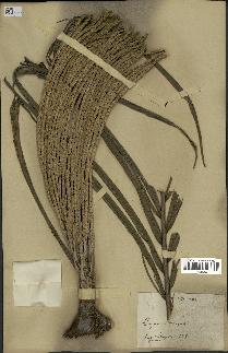 spécimen de Euterpe oleracea