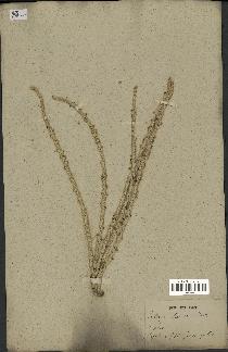 spécimen de Euterpe oleracea