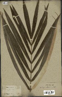spécimen de Euterpe oleracea