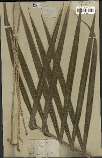 spécimen de Euterpe oleracea