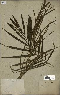 spécimen de Euterpe sp.
