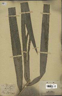 spécimen de Euterpe sp.